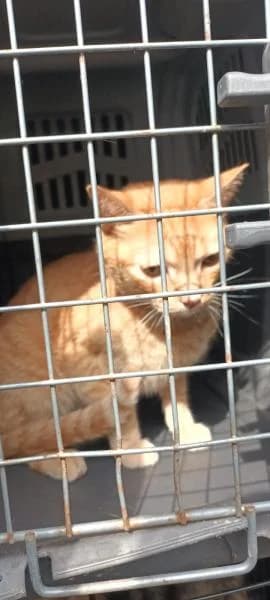 GARFIELD, male European Shorthair for adoption at SPAC – Societat Protectora d