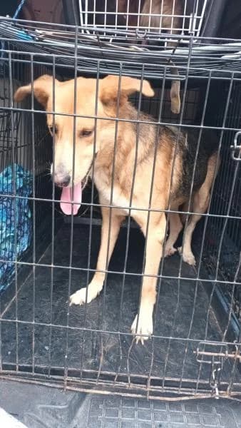 BRAND, male German Shepherd for adoption at SPAC – Societat Protectora d