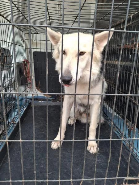 SCOTT (MYSTIC), male German Shepherd for adoption at SPAC – Societat Protectora d