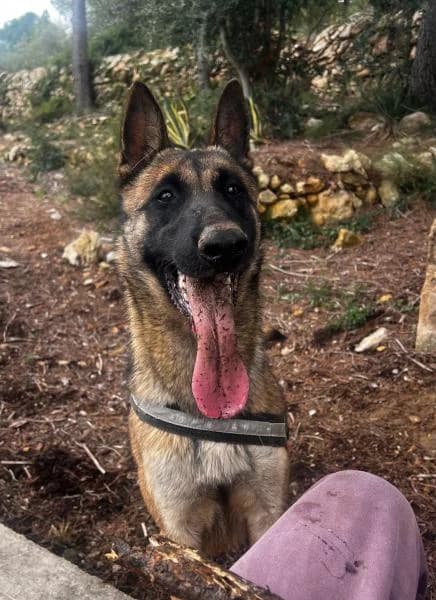 MACARENA, female Belgian Malinois for adoption at SPAC – Societat Protectora d