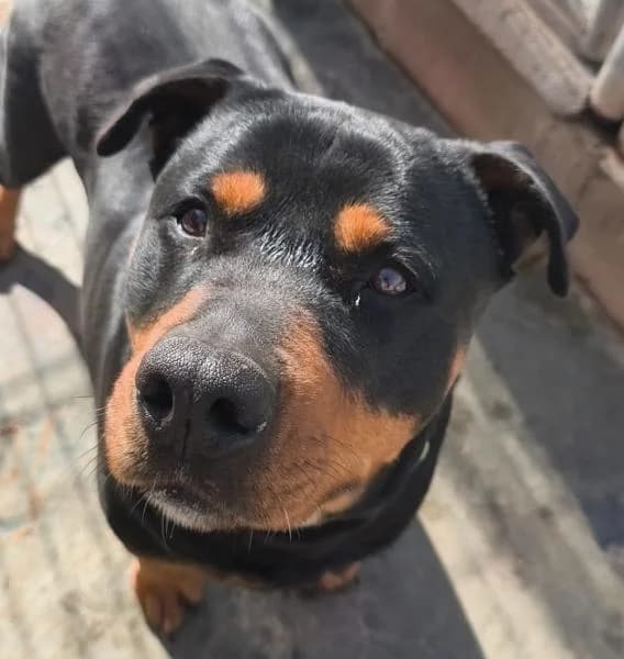 WENDY, female Rottweiler for adoption at SPAC – Societat Protectora d