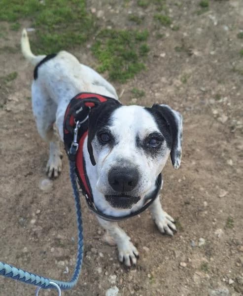 CUCO, male Mixed Breed for adoption at SPAC – Societat Protectora d
