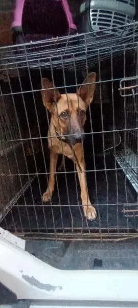 RANGO, male Belgian Malinois for adoption at SPAC – Societat Protectora d