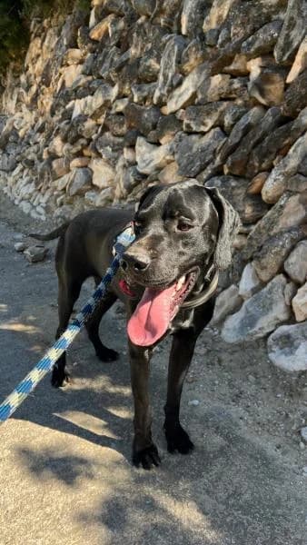 KODA, male Pointer for adoption at SPAC – Societat Protectora d