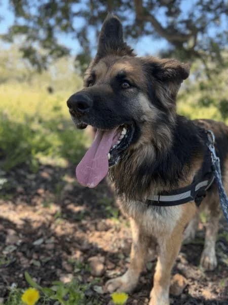 LEGOLAS, male German Shepherd for adoption at SPAC – Societat Protectora d