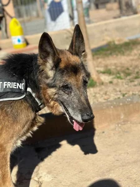 SARUMAN (COSTE 0), male German Shepherd for adoption at SPAC – Societat Protectora d