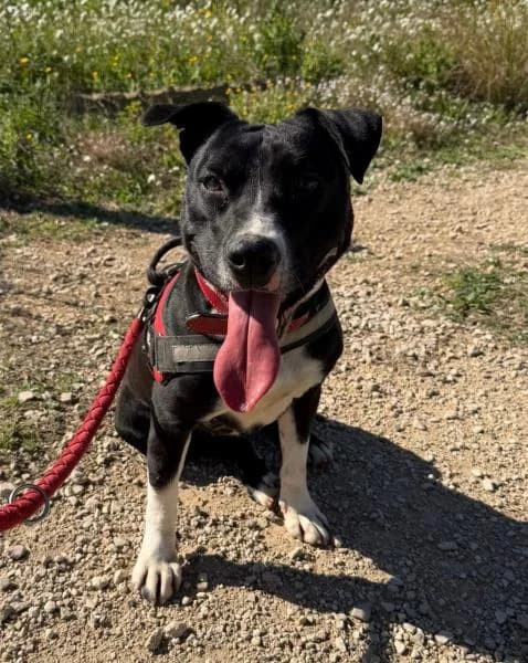 OHANA, female Pit Bull Terrier for adoption at SPAC – Societat Protectora d