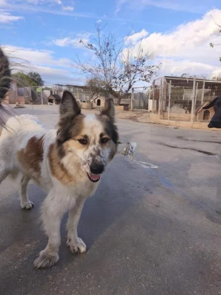 SKY, Mixed Breed (SPAC – Societat Protectora d)