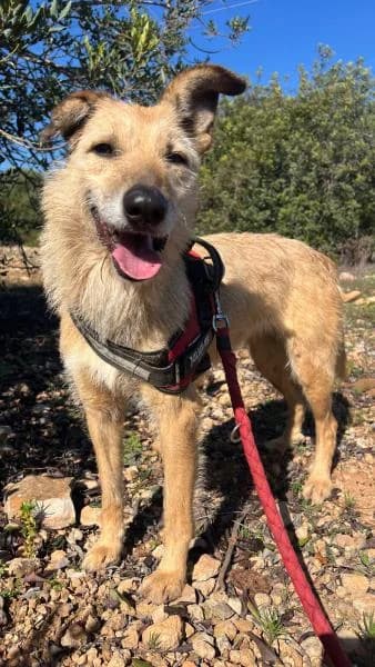 ONA, Podenco (SPAC – Societat Protectora d)