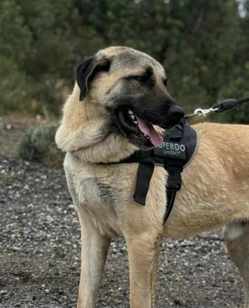 AQUILES,  (SPAC – Societat Protectora d)