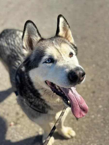 SPARK, male Alaskan Malamute for adoption at SPAC – Societat Protectora d