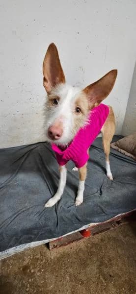 BALI, male Podenco for adoption at SPAC – Societat Protectora d