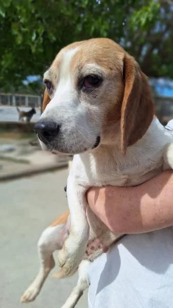 FIONA, female Beagle for adoption at SPAC – Societat Protectora d