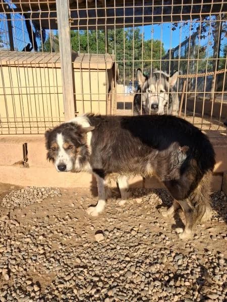 AUSSIE, male Australian Shepherd for adoption at SPAC – Societat Protectora d