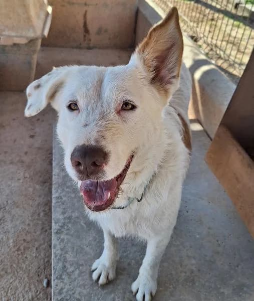LAIKA, Mixed Breed (SPAC – Societat Protectora d)