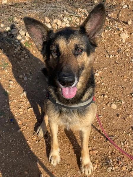 PISTON, male German Shepherd for adoption at SPAC – Societat Protectora d