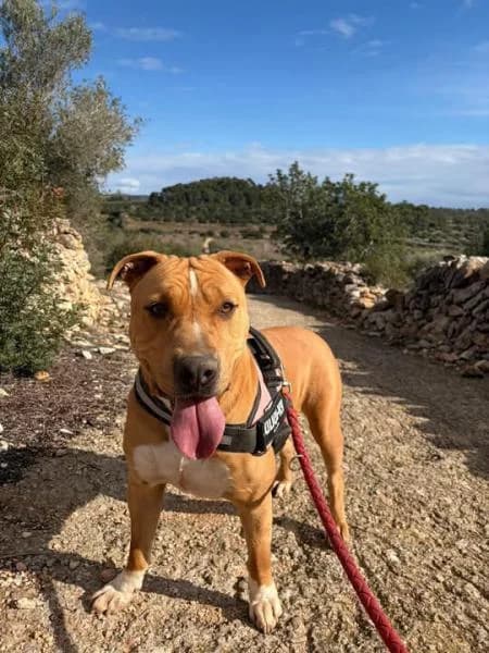 BAYRON, male American Staffordshire Terrier for adoption at SPAC – Societat Protectora d