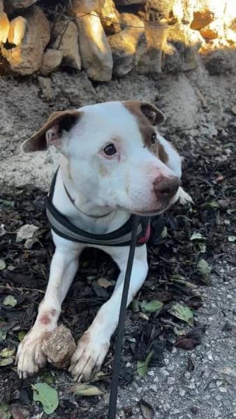 BIMBA, female Mixed Breed for adoption at SPAC – Societat Protectora d