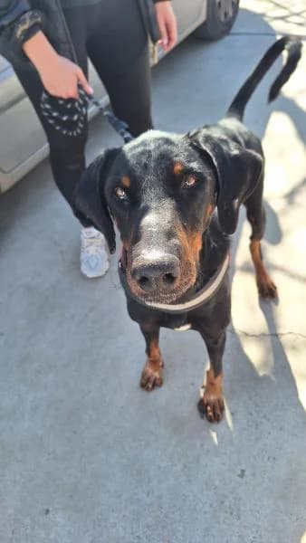 NEGRITO (KAISER), male Doberman for adoption at SPAC – Societat Protectora d