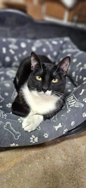 OREO, male European Shorthair for adoption at SPAC – Societat Protectora d