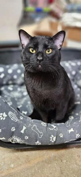 SHADOW, male European Shorthair for adoption at SPAC – Societat Protectora d