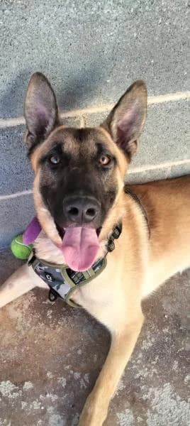 RAGNAR, male Belgian Malinois for adoption at SPAC – Societat Protectora d