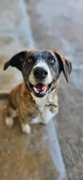 MALA, Mixed Breed (SPAC – Societat Protectora d)
