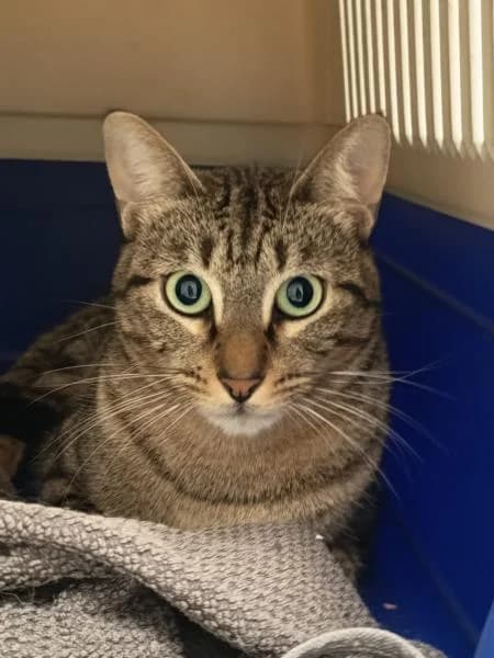 RAM�N, male European Shorthair for adoption at SPAC – Societat Protectora d
