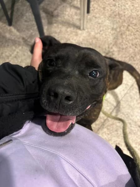 CHURRO, male American Staffordshire Terrier for adoption at SPAC – Societat Protectora d