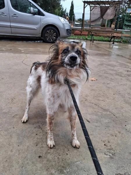 TOPO, Mixed Breed (SPAC – Societat Protectora d)