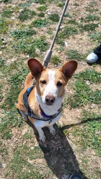 SOL, female Podenco for adoption at SPAC – Societat Protectora d