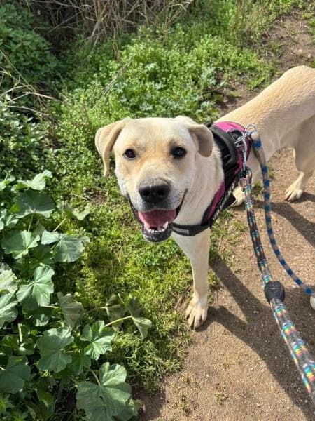 N�BULA, Labrador Retriever (SPAC – Societat Protectora d)