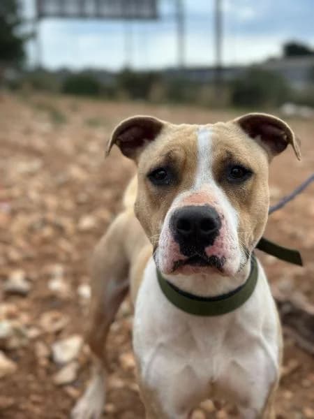 GITANA, American Staffordshire Terrier (SPAC – Societat Protectora d)