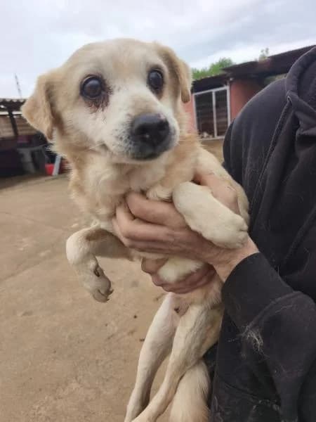 EVARISTO, Mixed Breed (SPAC – Societat Protectora d)