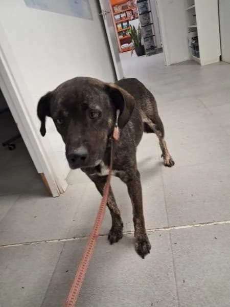 EMMA, Mixed Breed (SPAC – Societat Protectora d)