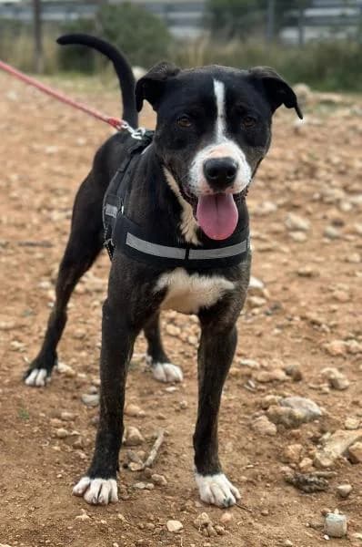 KOBA, Mixed Breed (SPAC – Societat Protectora d)