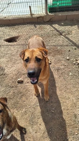 ITADORI, male Mixed Breed for adoption at SPAC – Societat Protectora d