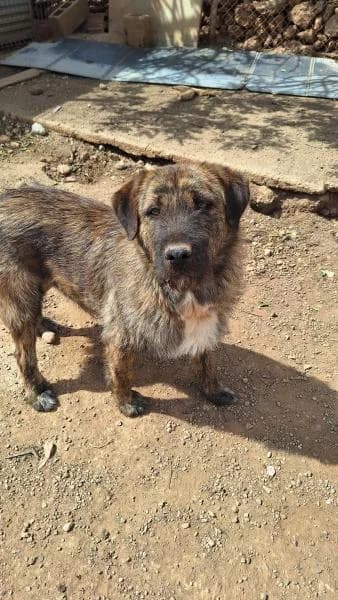 MAKI, female Mixed Breed for adoption at SPAC – Societat Protectora d