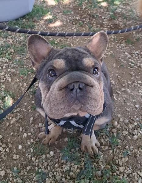 BULLPEI, male English Bulldog for adoption at SPAC – Societat Protectora d