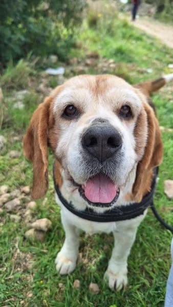 FAUSTINA, female Beagle for adoption at SPAC – Societat Protectora d