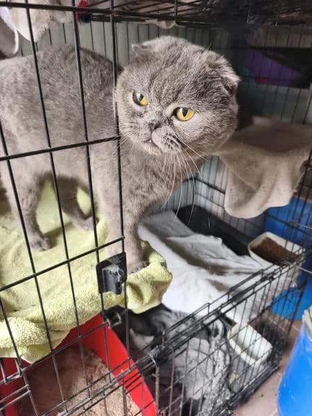 BERNARDO, male mixed breed for adoption at SPAC – Societat Protectora d