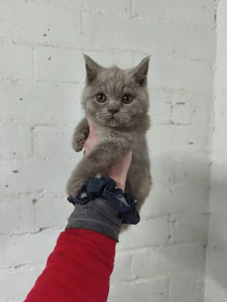 VALERIO, male mixed breed for adoption at SPAC – Societat Protectora d