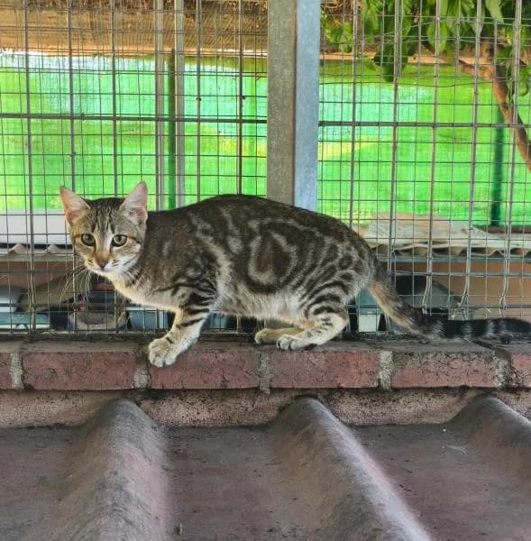 TIGRA, female European Shorthair for adoption at SPAC – Societat Protectora d