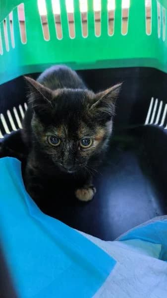CANELA, female European Shorthair for adoption at SPAC – Societat Protectora d