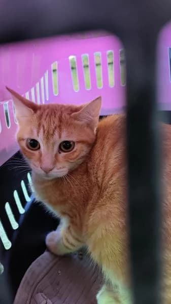 MIEL, female European Shorthair for adoption at SPAC – Societat Protectora d