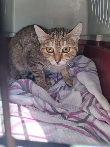�MBAR, female European Shorthair for adoption at SPAC – Societat Protectora d