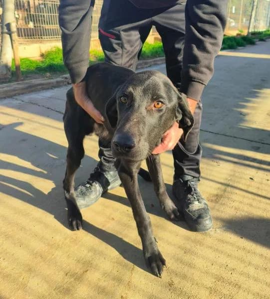 DEREK, Labrador Retriever (SPAC – Societat Protectora d)