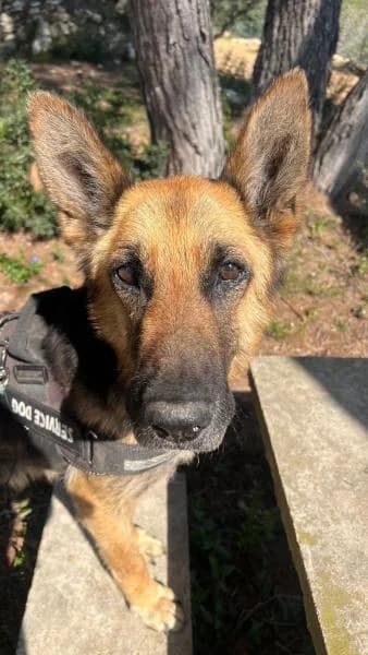AMAPOLA, female German Shepherd for adoption at SPAC – Societat Protectora d