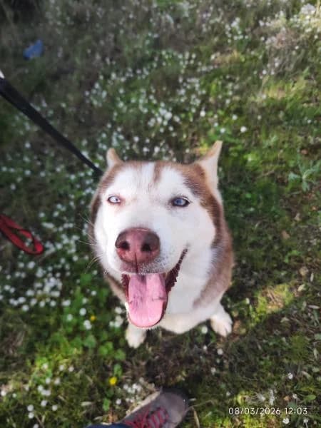NAMINE, female Husky for adoption at SPAC – Societat Protectora d