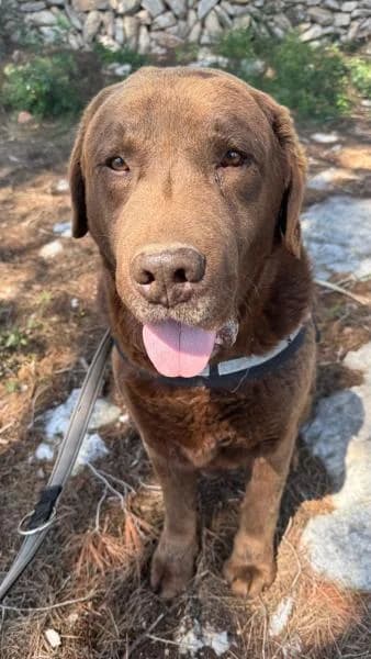 JOHN, Labrador Retriever (SPAC – Societat Protectora d)